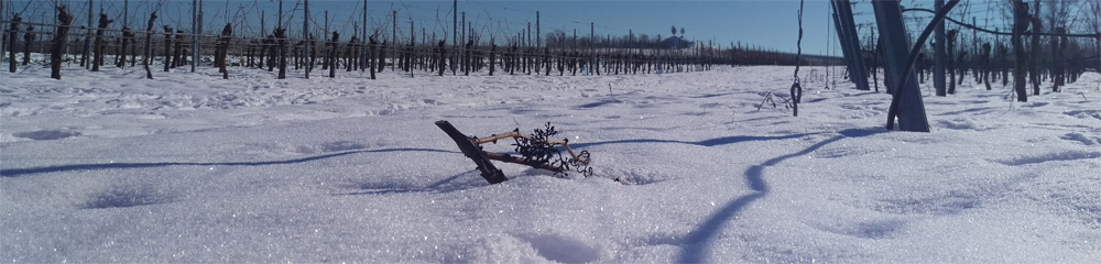 Banner Winter Banner Winter